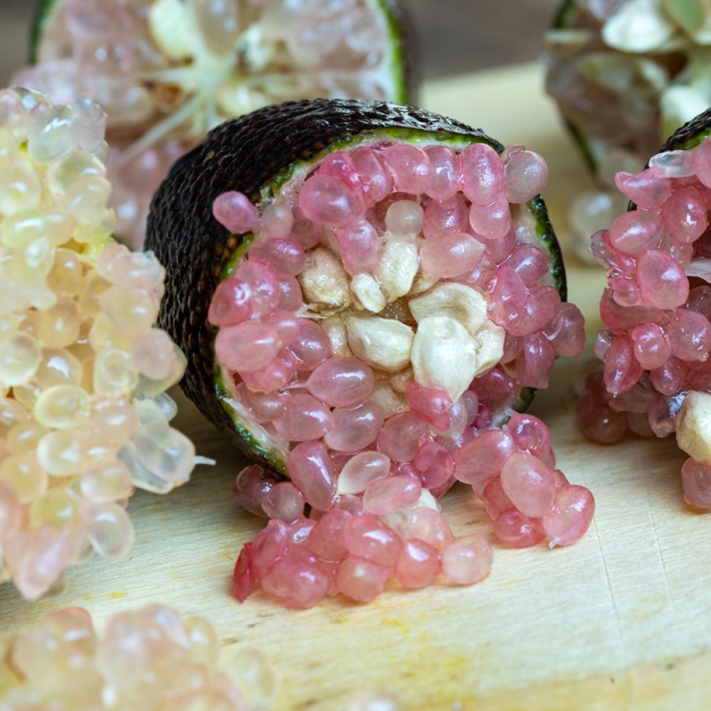 Citron Caviar Rose - Microcitrus australasica Rose