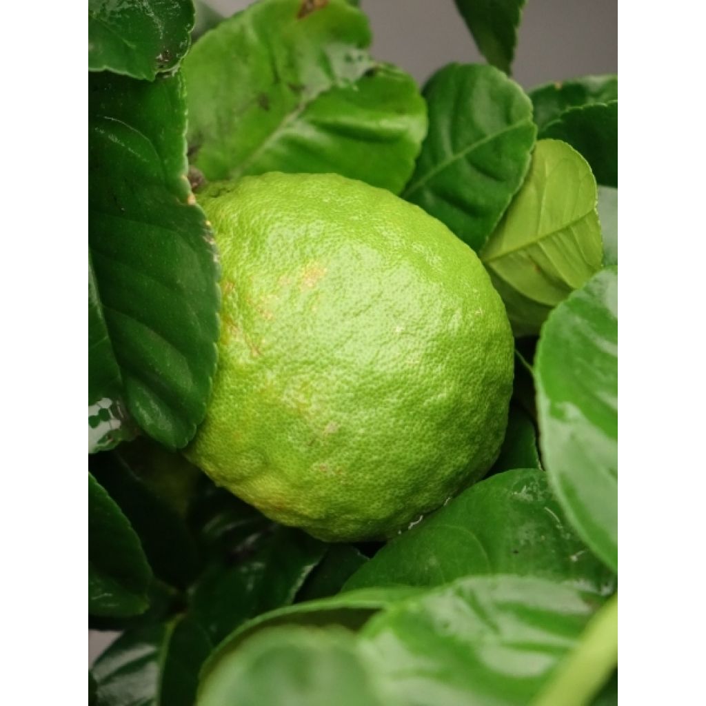 Citronnier de Syracuse - Citrus limon Femminello Siracusano
