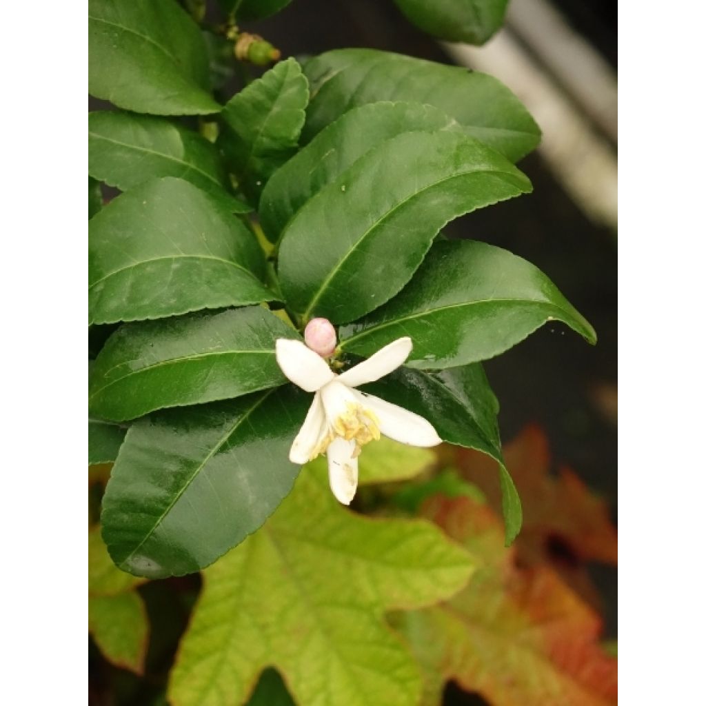 Citronnier de Syracuse - Citrus limon Femminello Siracusano