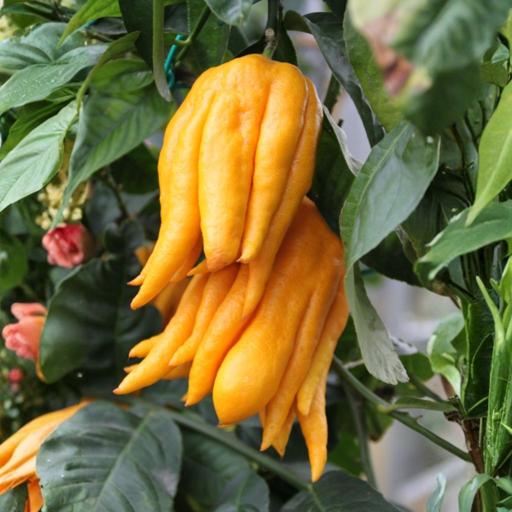 Main de Bouddha - Citrus medica var. sarcodactylis