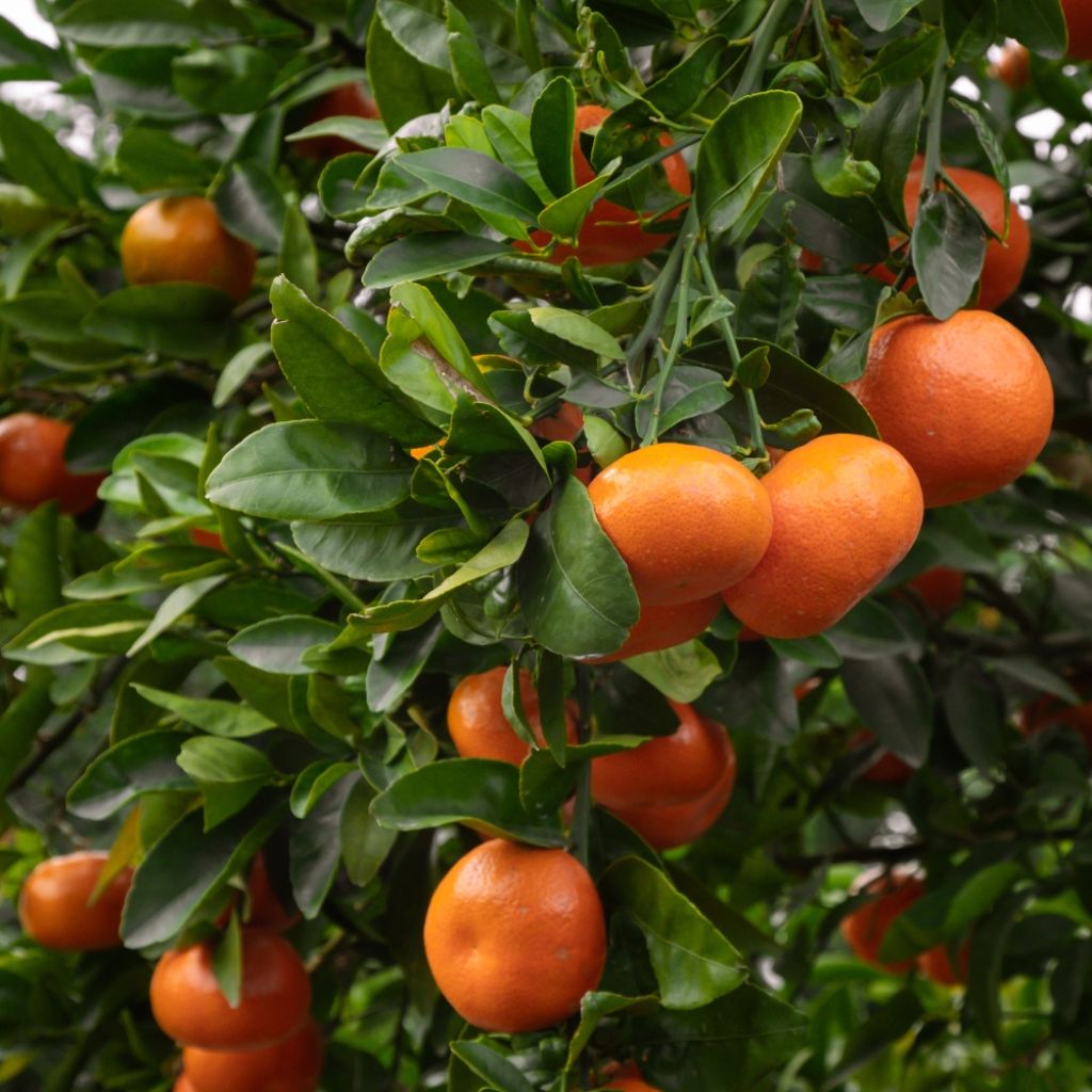 Mandarinier Satsuma - Citrus unshiu