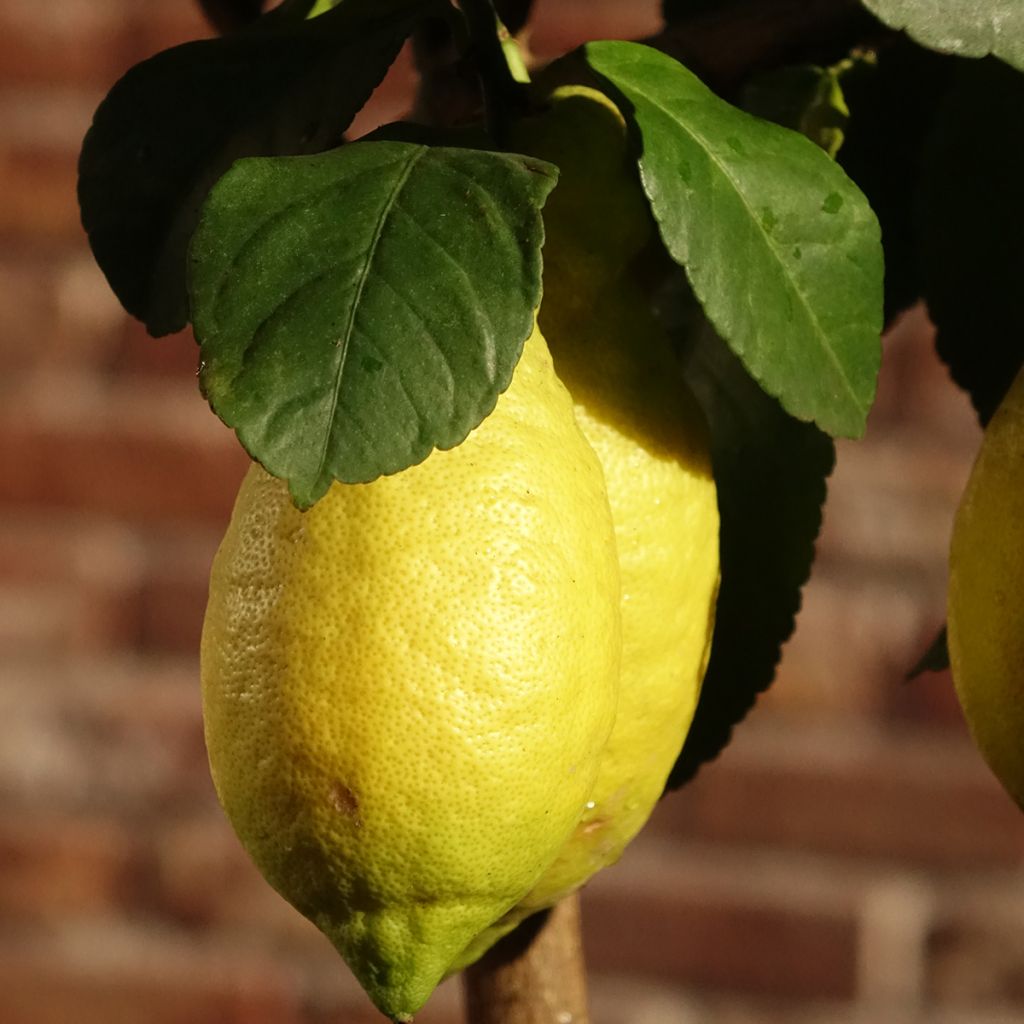 Citronnier des 4 saisons - Citrus limon
