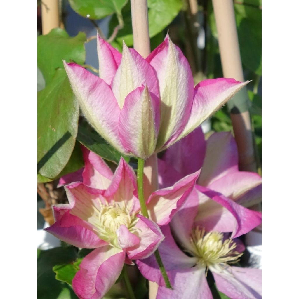 Clématite - Clematis Asao
