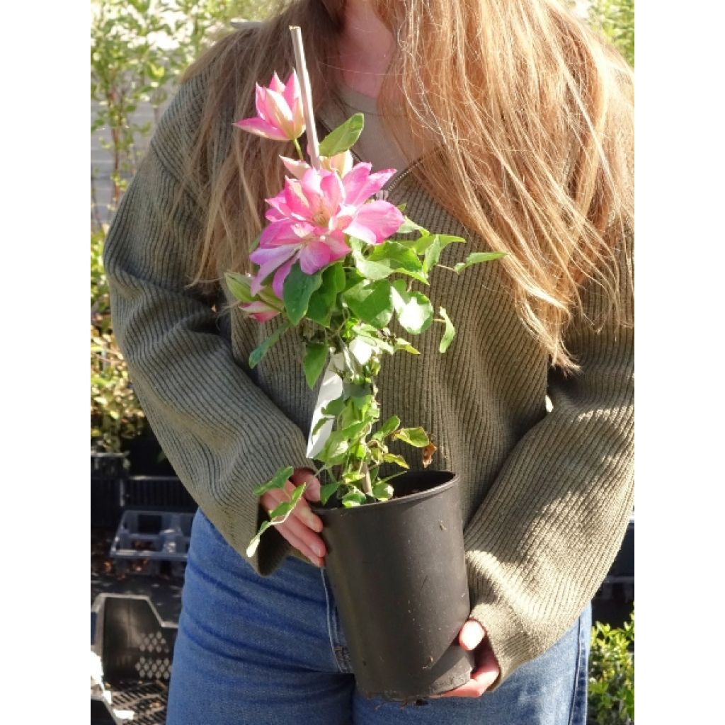 Clématite - Clematis Asao
