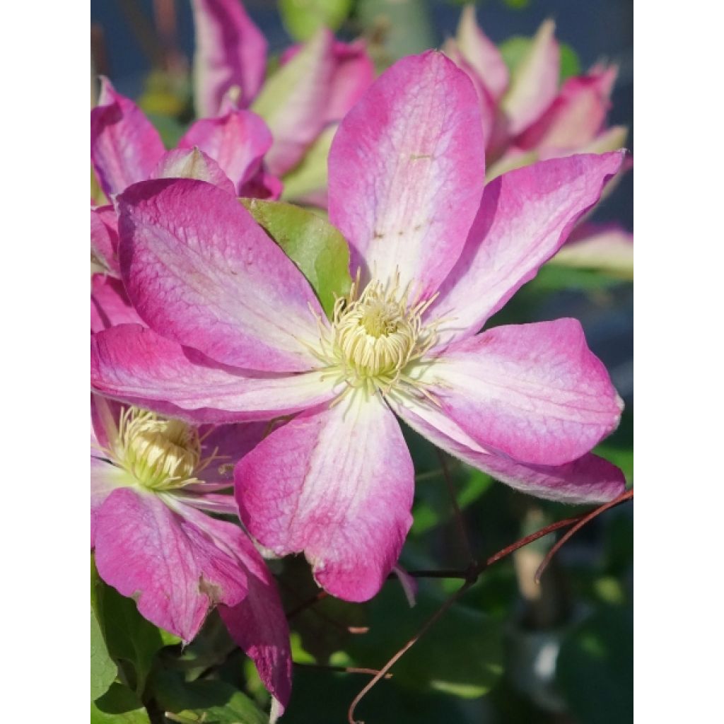 Clématite - Clematis Asao