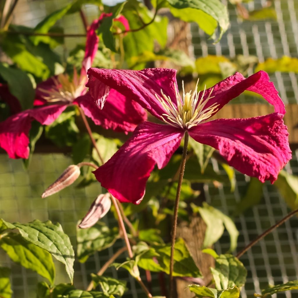 Clématite - Clematis viticella Burning Love