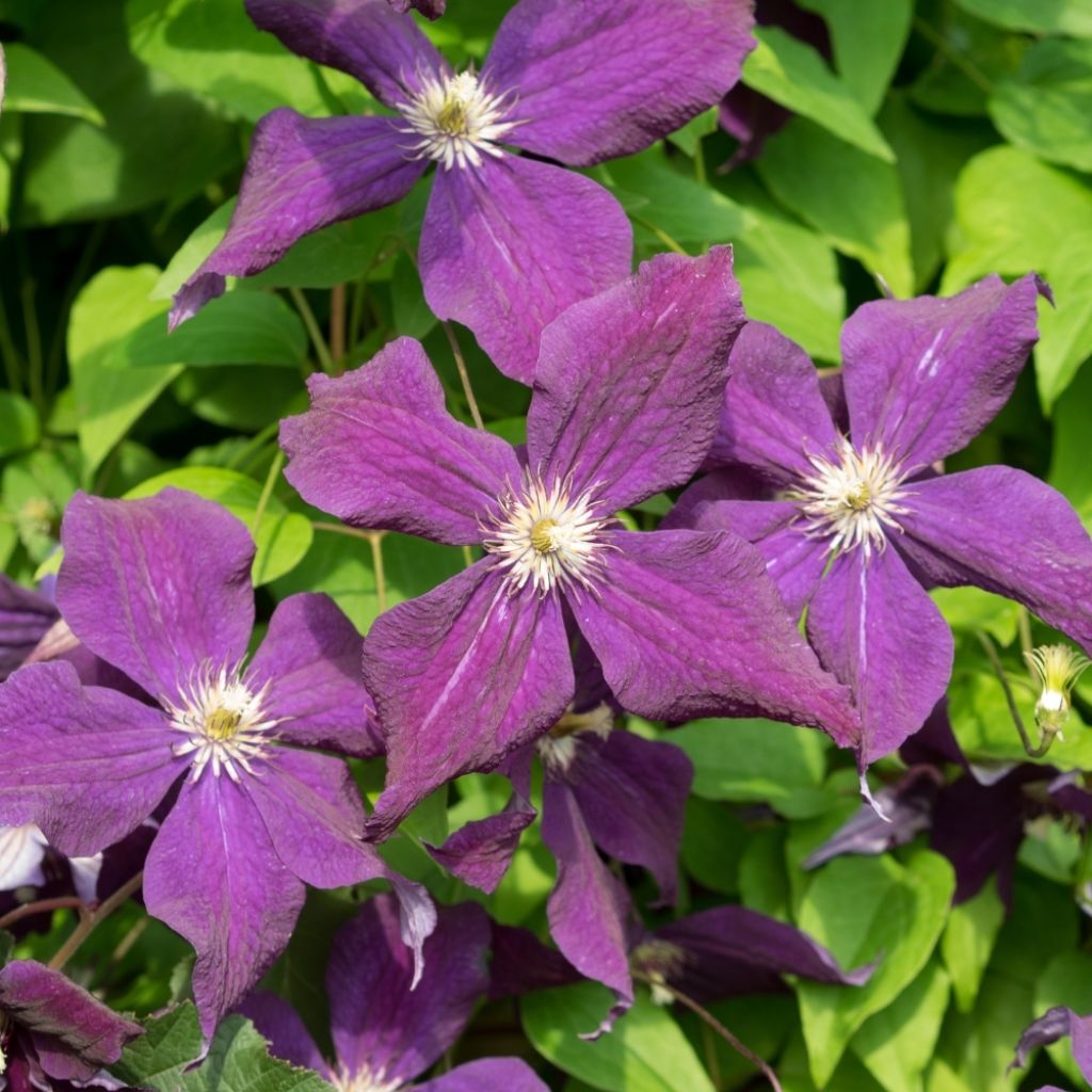 Clématite - Clematis viticella Etoile Violette