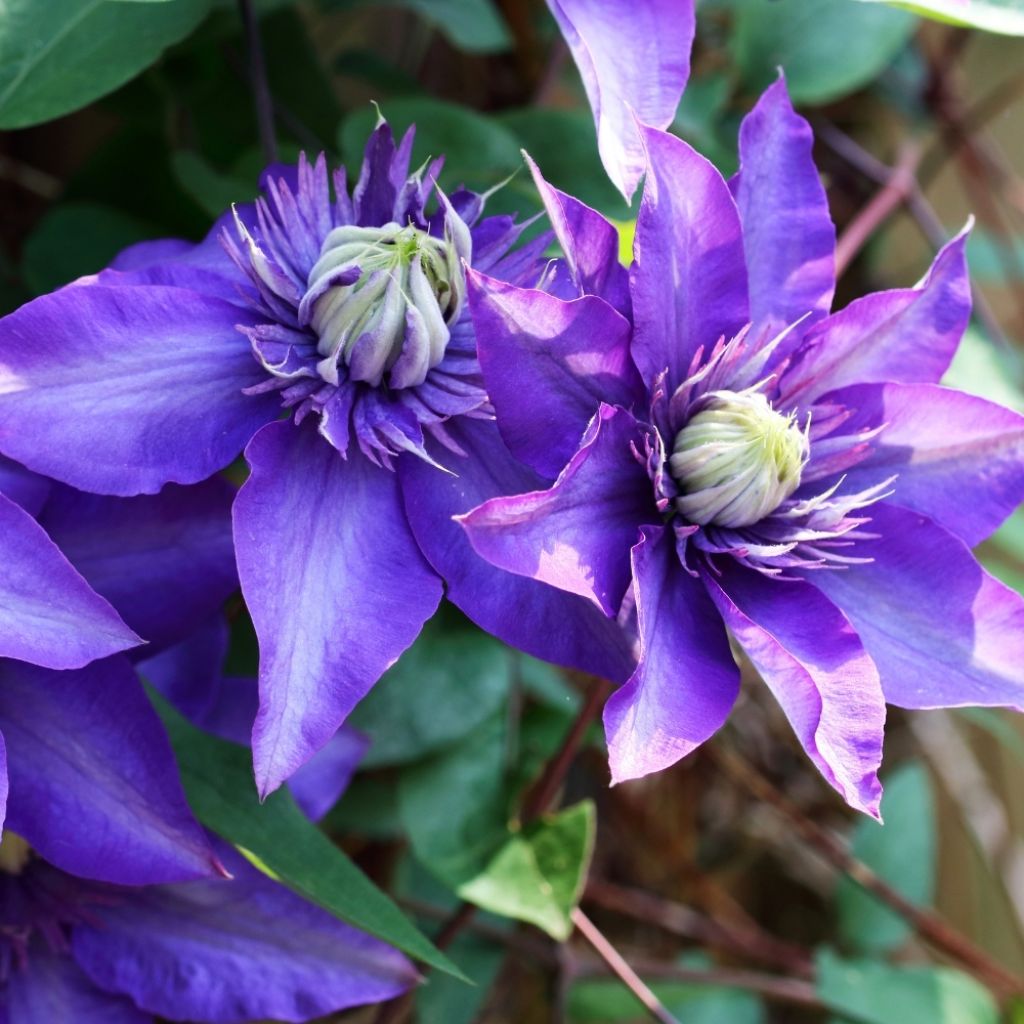 Clématite - Clematis Multi Blue