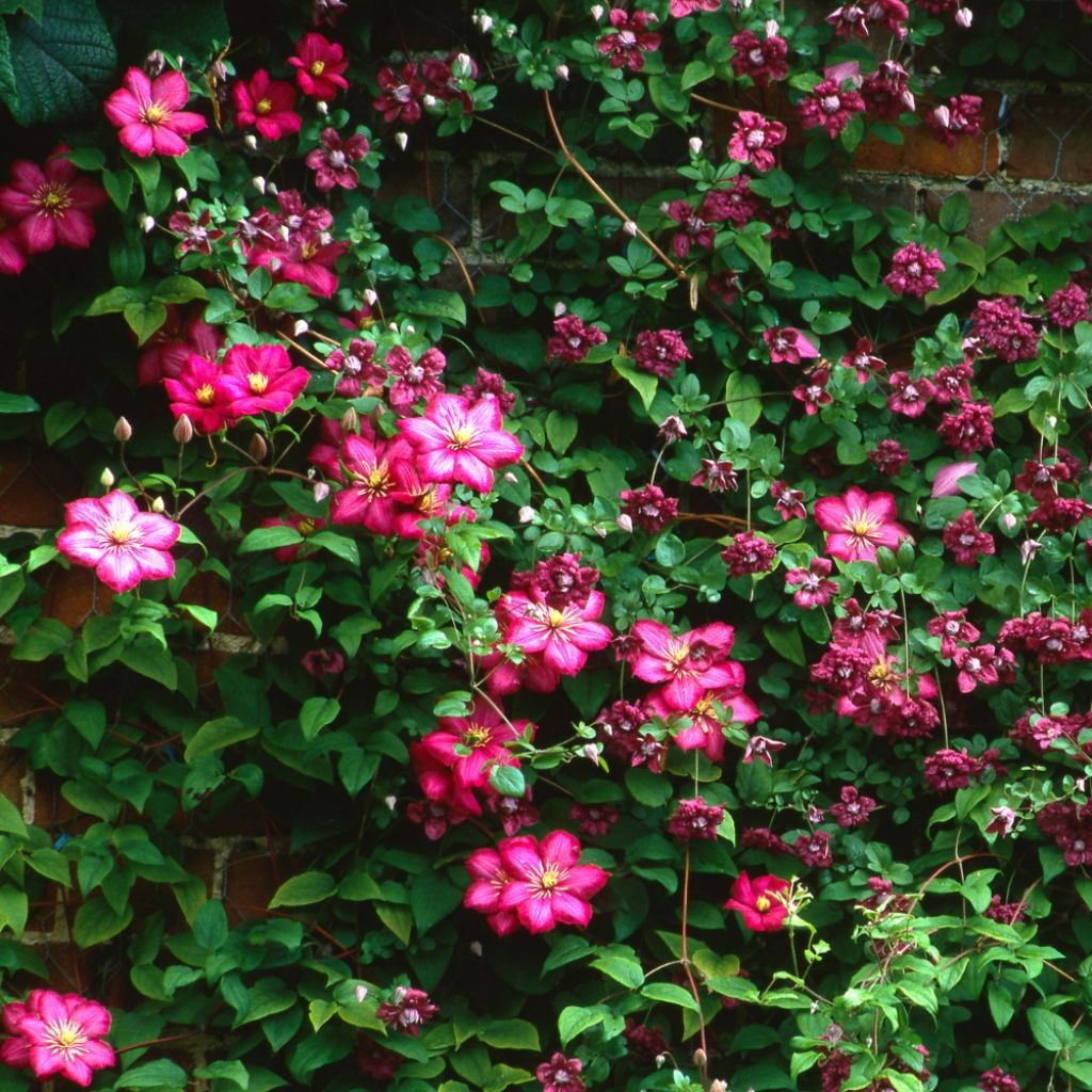 Clématite - Clematis Ville de Lyon 