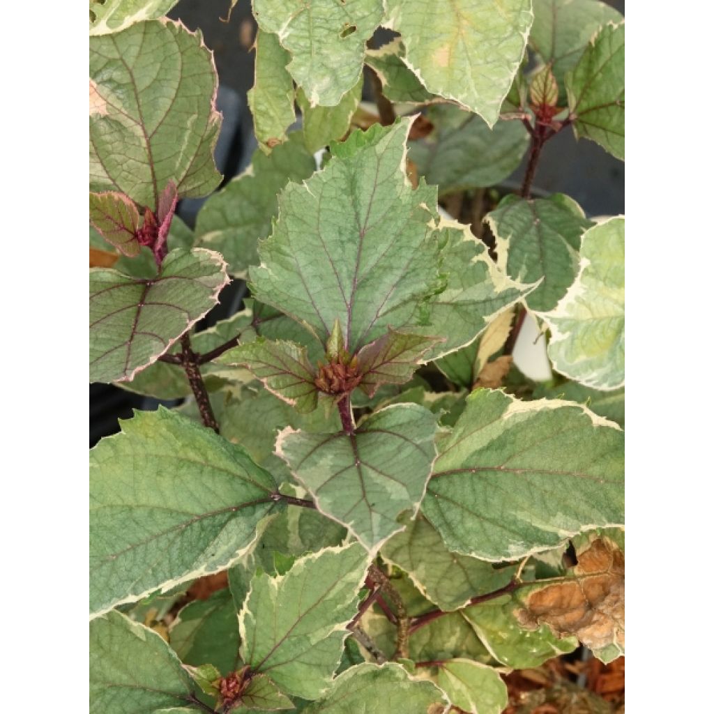 Clerodendrum bungei Pink Diamond - Clérodendron