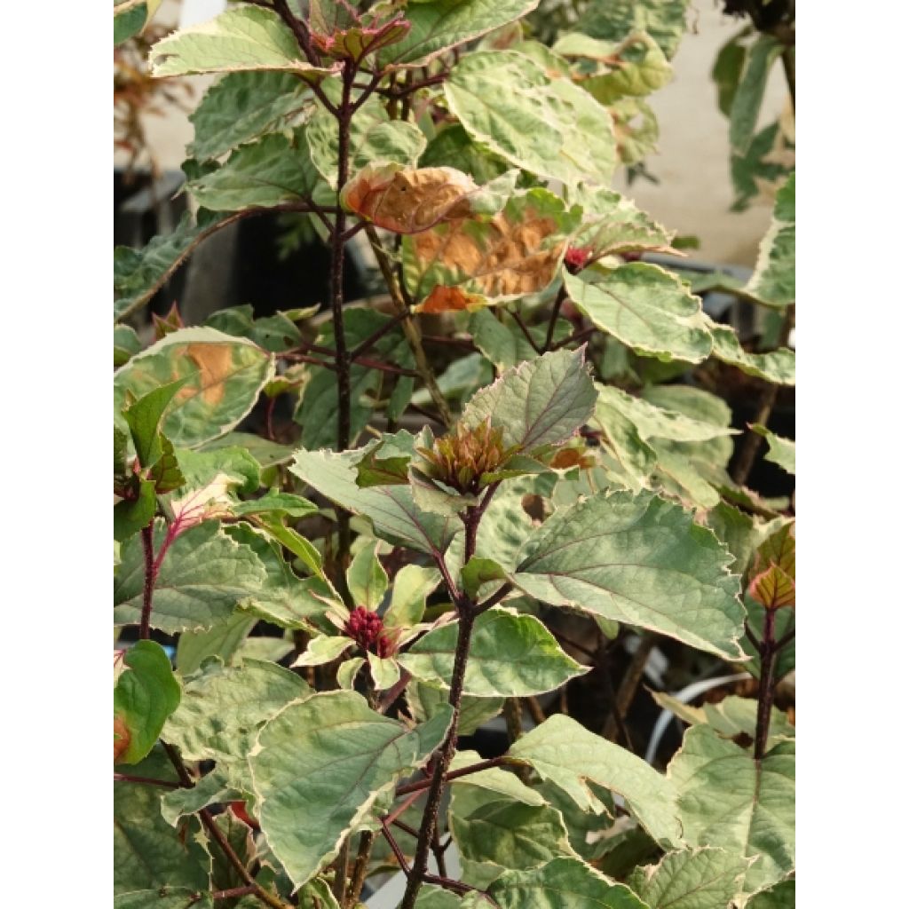 Clerodendrum bungei Pink Diamond - Clérodendron