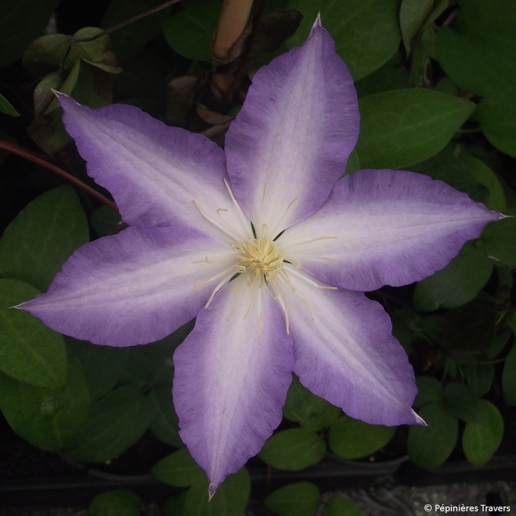 Clématite - Clematis Ice Crystal