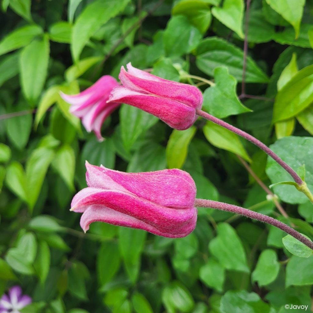 Clématite - Clematis texensis Notre-Dame de Paris