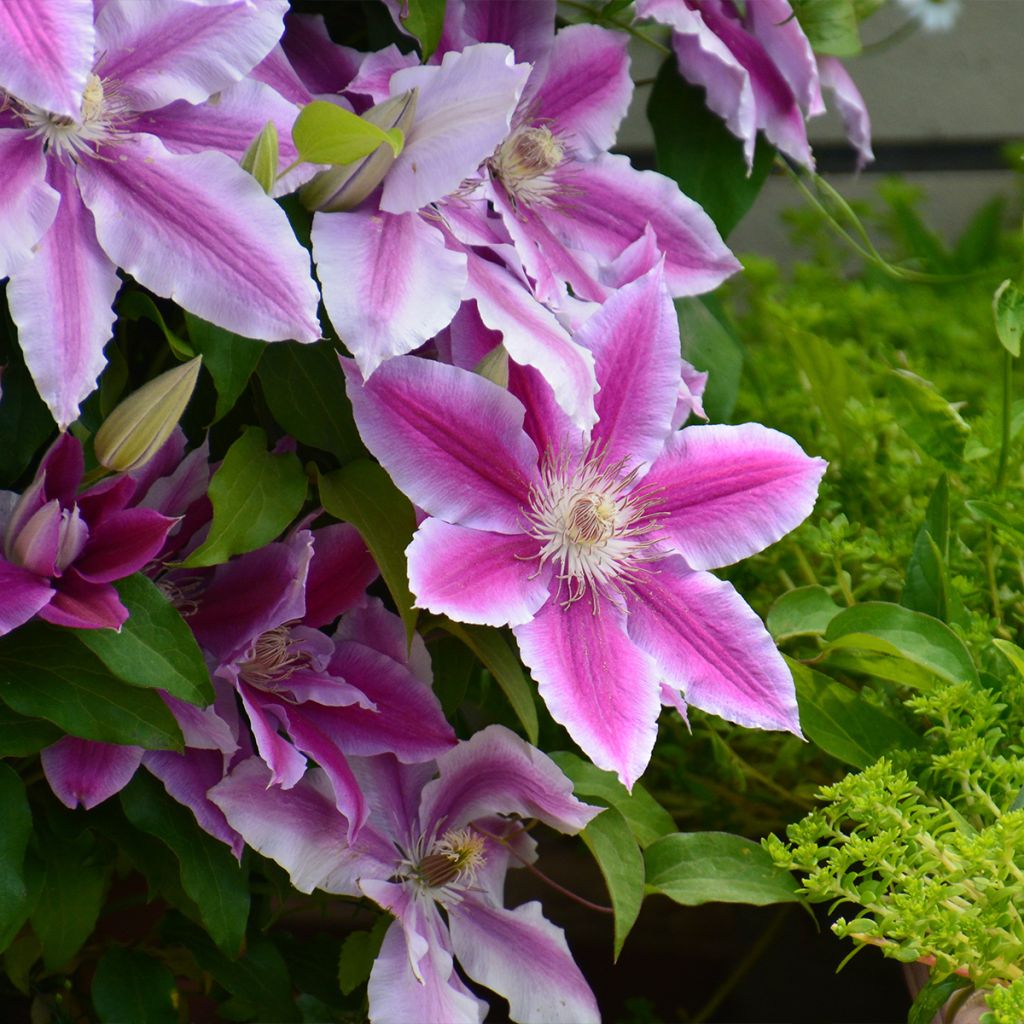 Clématite - Clematis Sugar Candy