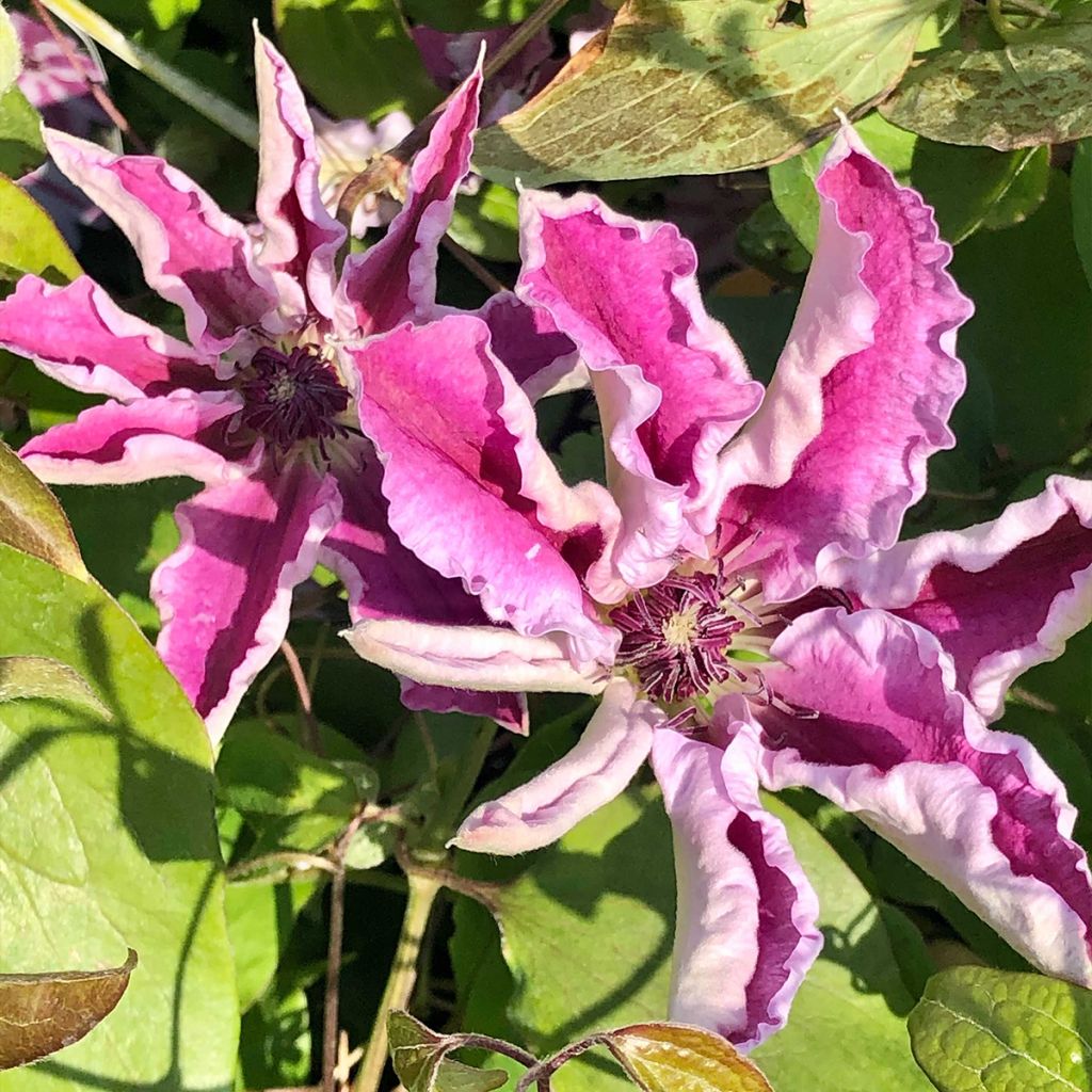 Clématite - Clematis Souvenir du Capitaine Thuilleaux
