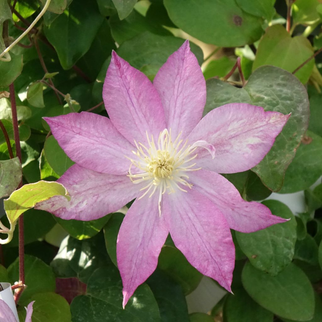 Clématite - Clematis Asao