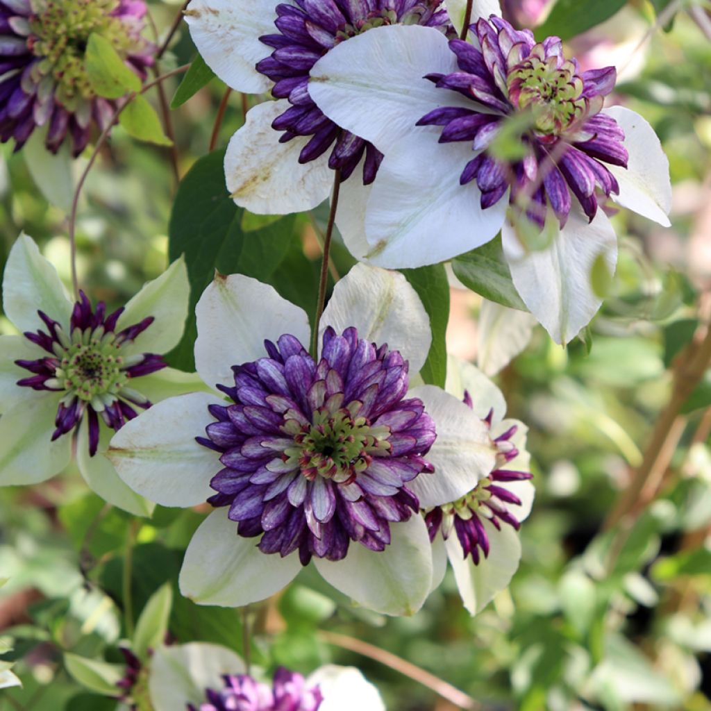 Clématite - Clematis Viennetta