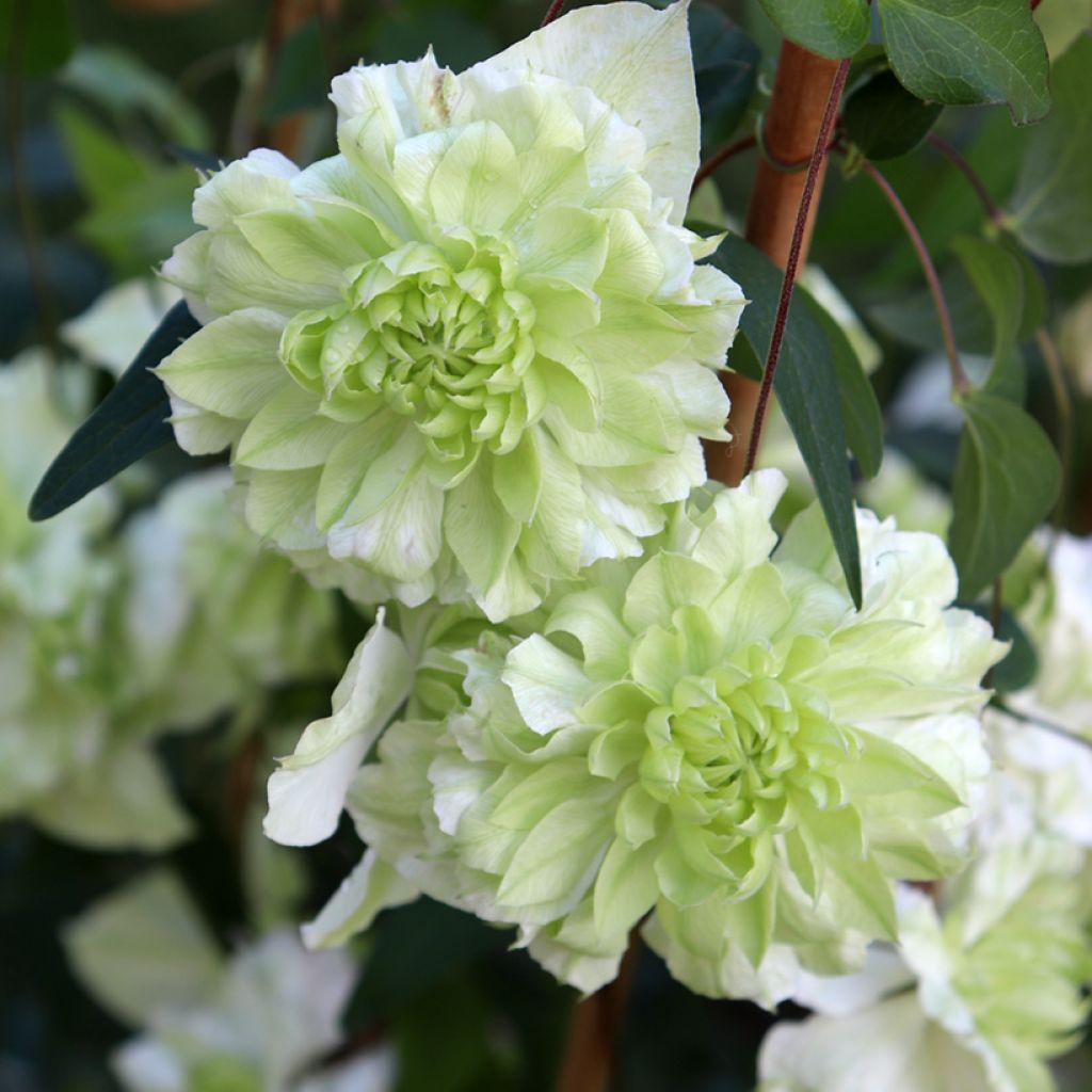 Clématite - Clematis florida Alba Plena
