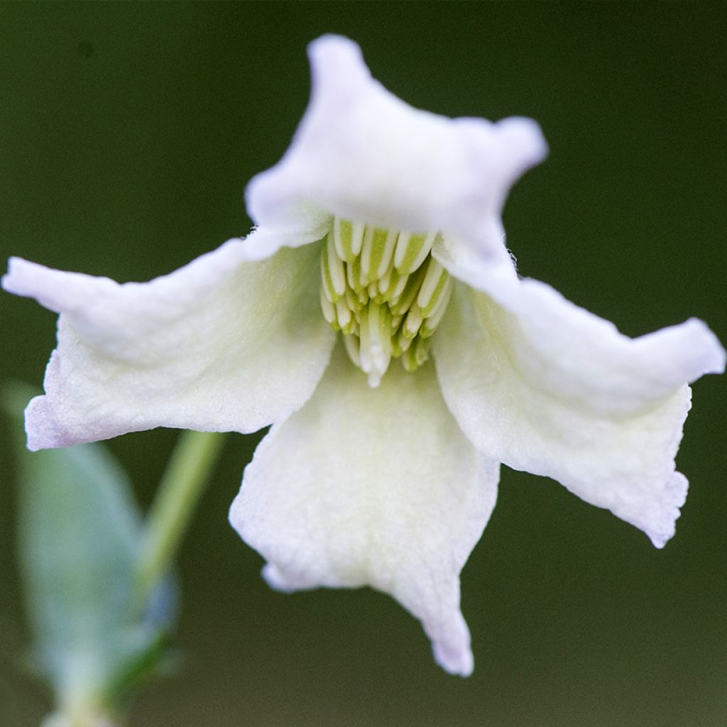 Clématite à fleurs de campanule - Clematis campaniflora