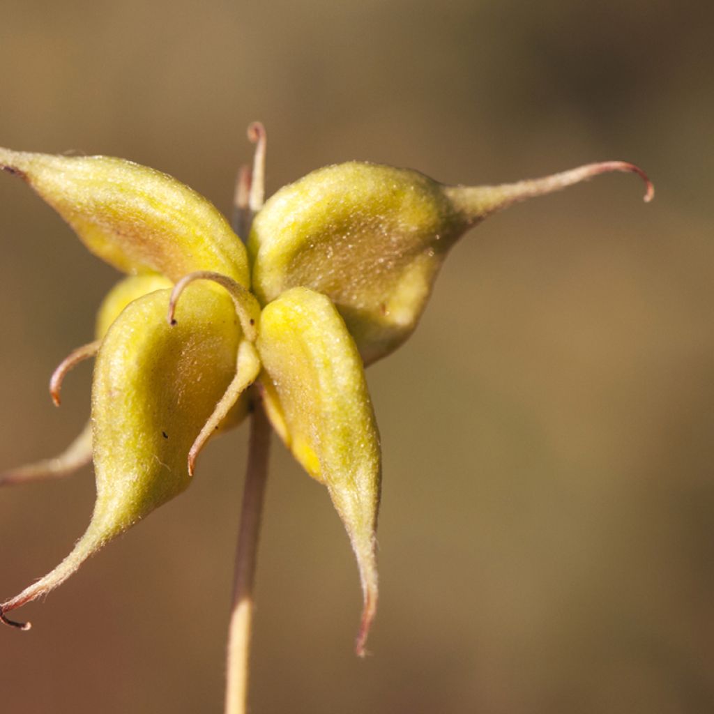 Clématite à fleurs de campanule - Clematis campaniflora