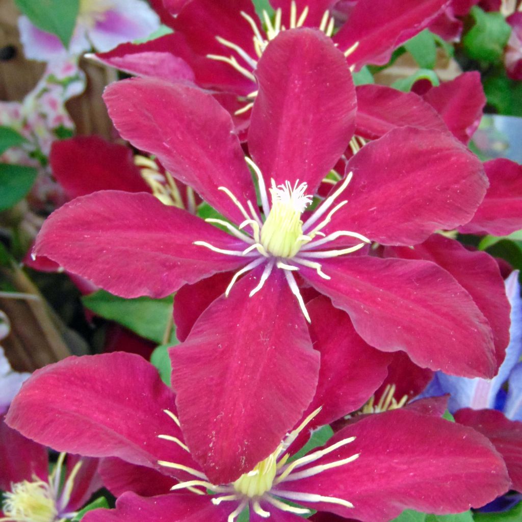Clématite à grandes fleurs Niobe