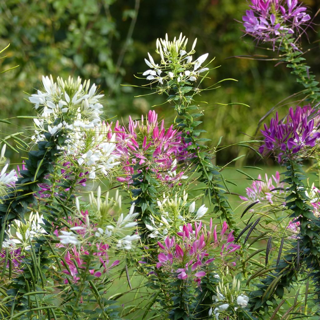 Graines de Cléome épineux en mélange Colour Fountain - Cleome spinosa