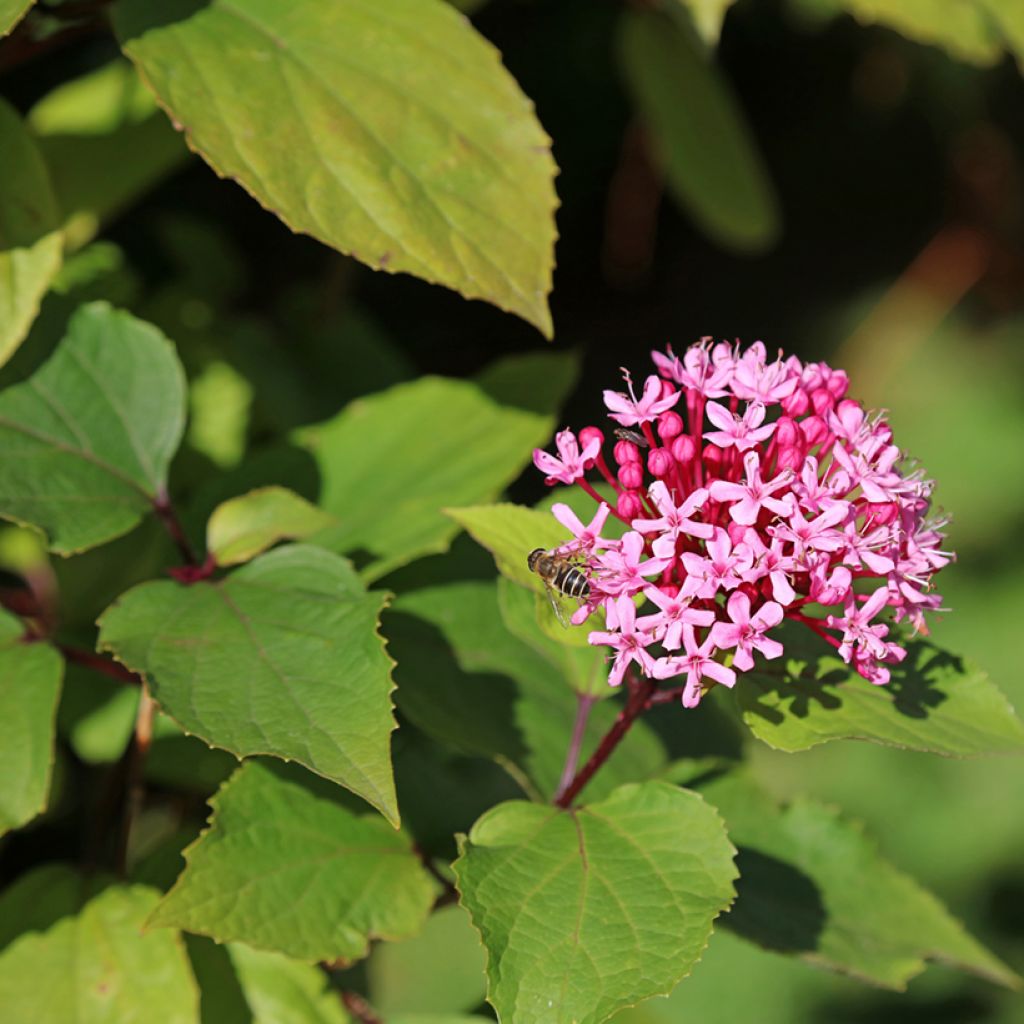 Clerodendrum bungei - Clérodendron de Bunge