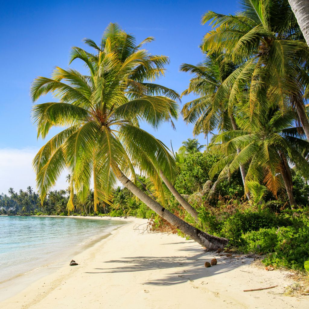 Cocos nucifera - Cocotier
