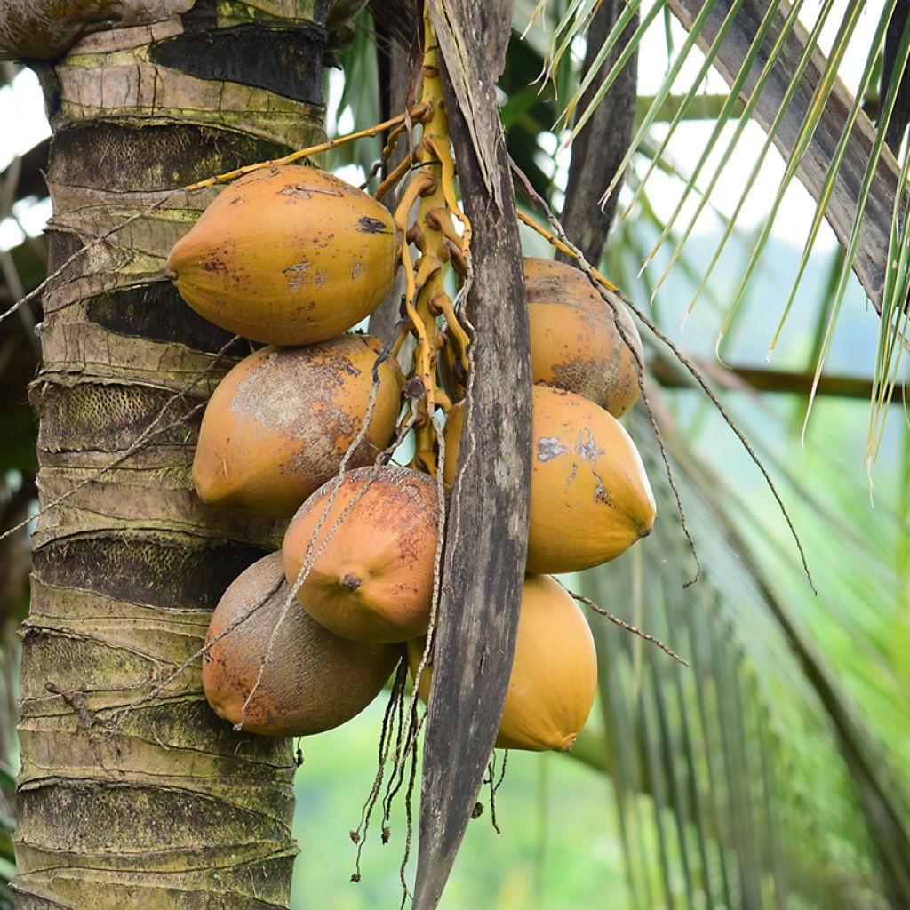 Cocos nucifera - Cocotier