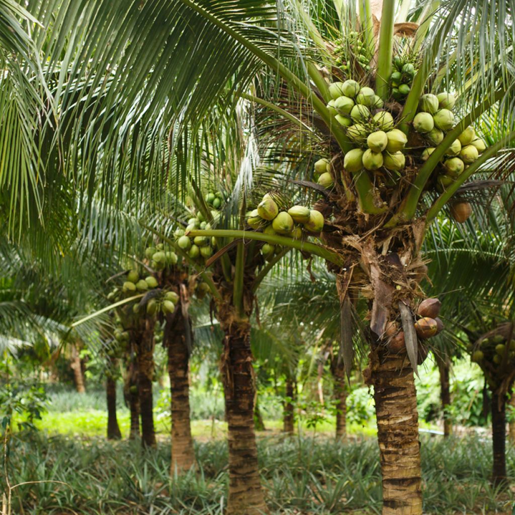 Cocos nucifera - Cocotier