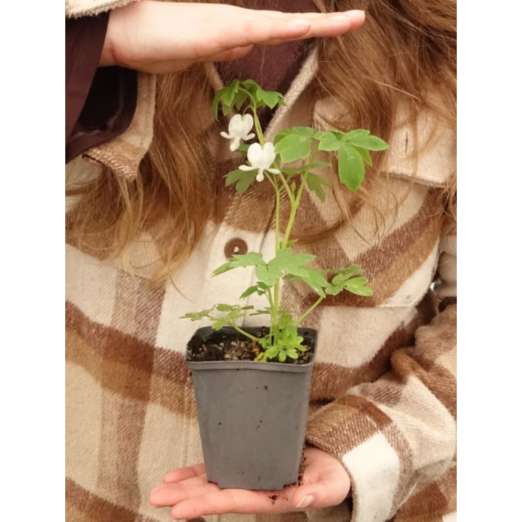 Coeur de Marie Blanc - Dicentra spectabilis Alba