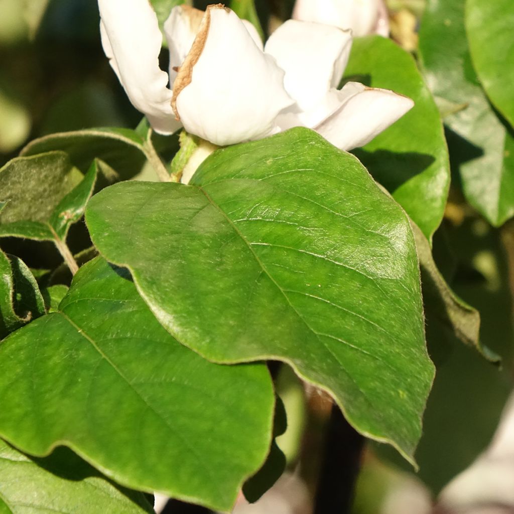 Cognassier Aromatnaya - Cydonia oblonga