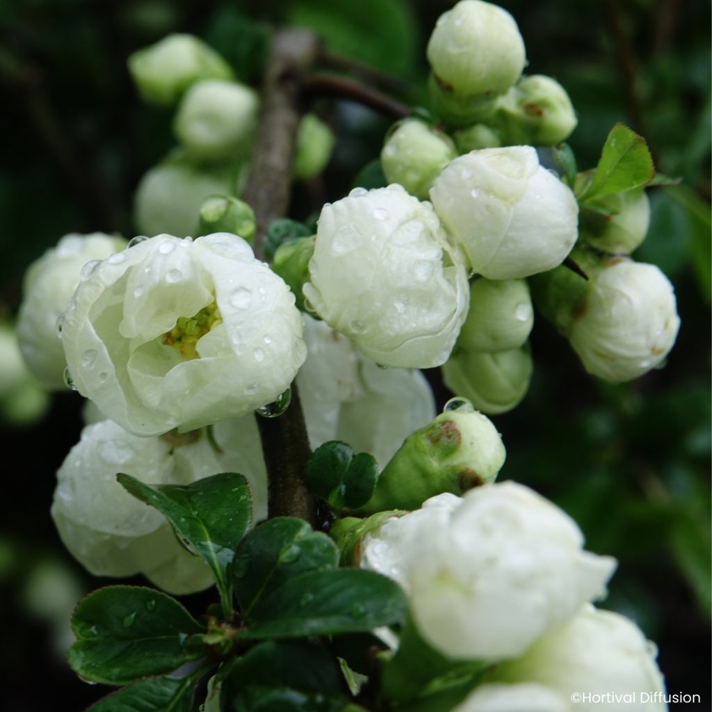 Cognassier du Japon - Chaenomeles speciosa Double Delice Pure