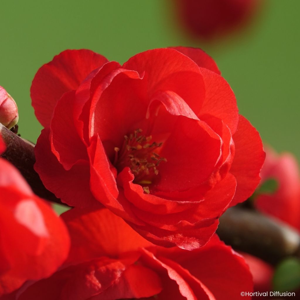 Cognassier du Japon - Chaenomeles speciosa Double Delice Rouge Baiser