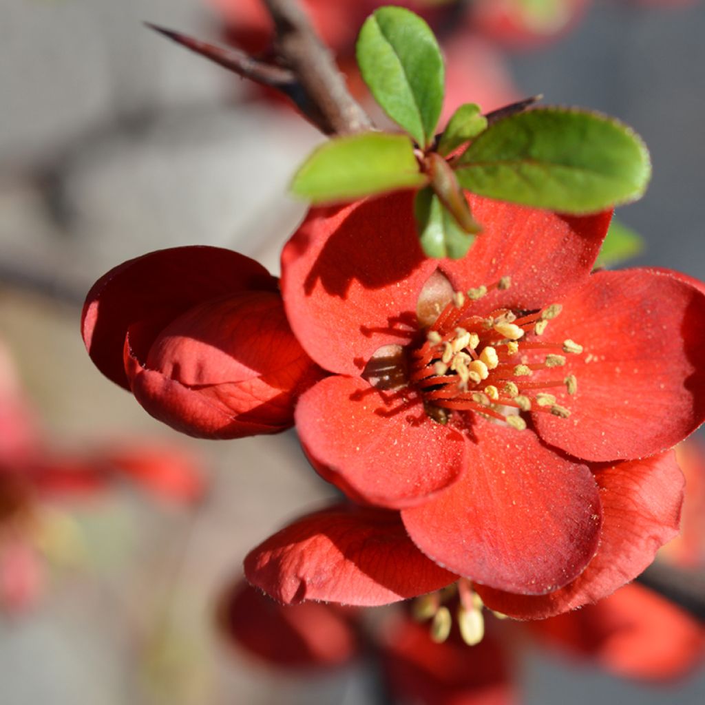 Cognassier du Japon - Chaenomeles x superba Hollandia