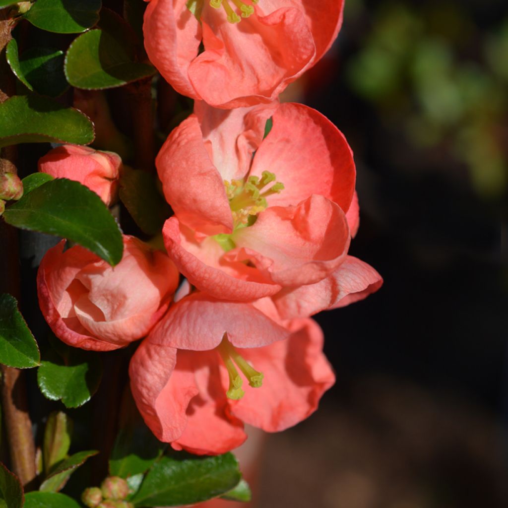 Cognassier du Japon - Chaenomeles x superba Salmon Horizon