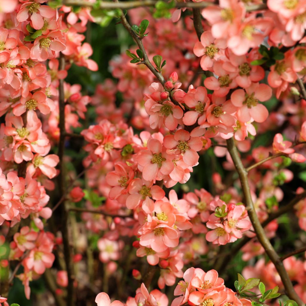 Cognassier du Japon - Chaenomeles x superba Salmon Horizon
