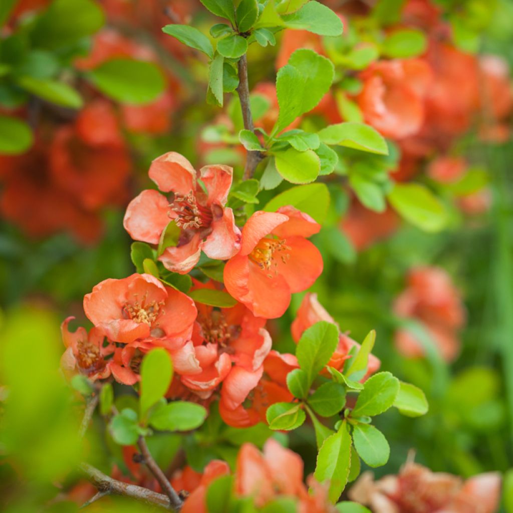 Cognassier du Japon Friesdorfer - Chaenomeles speciosa 