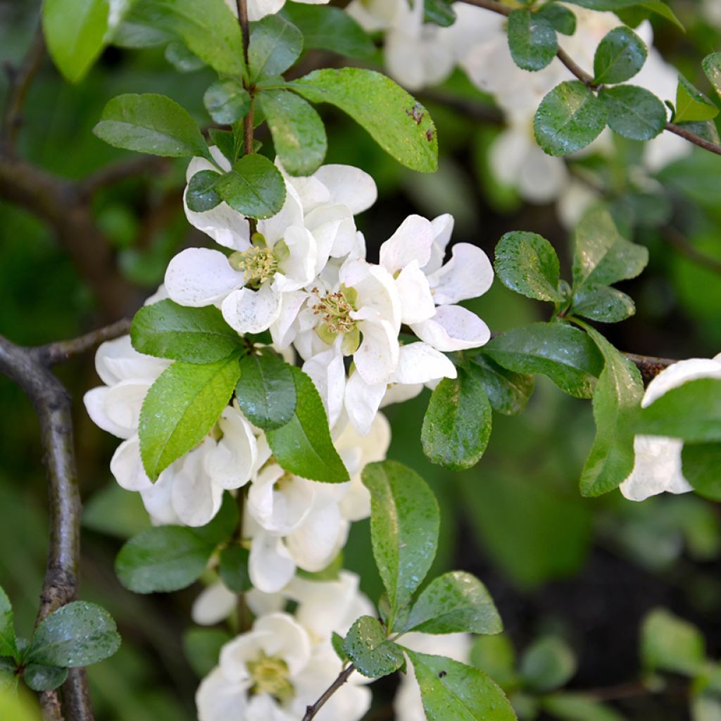 Cognassier du Japon Nivalis - Chaenomeles speciosa 