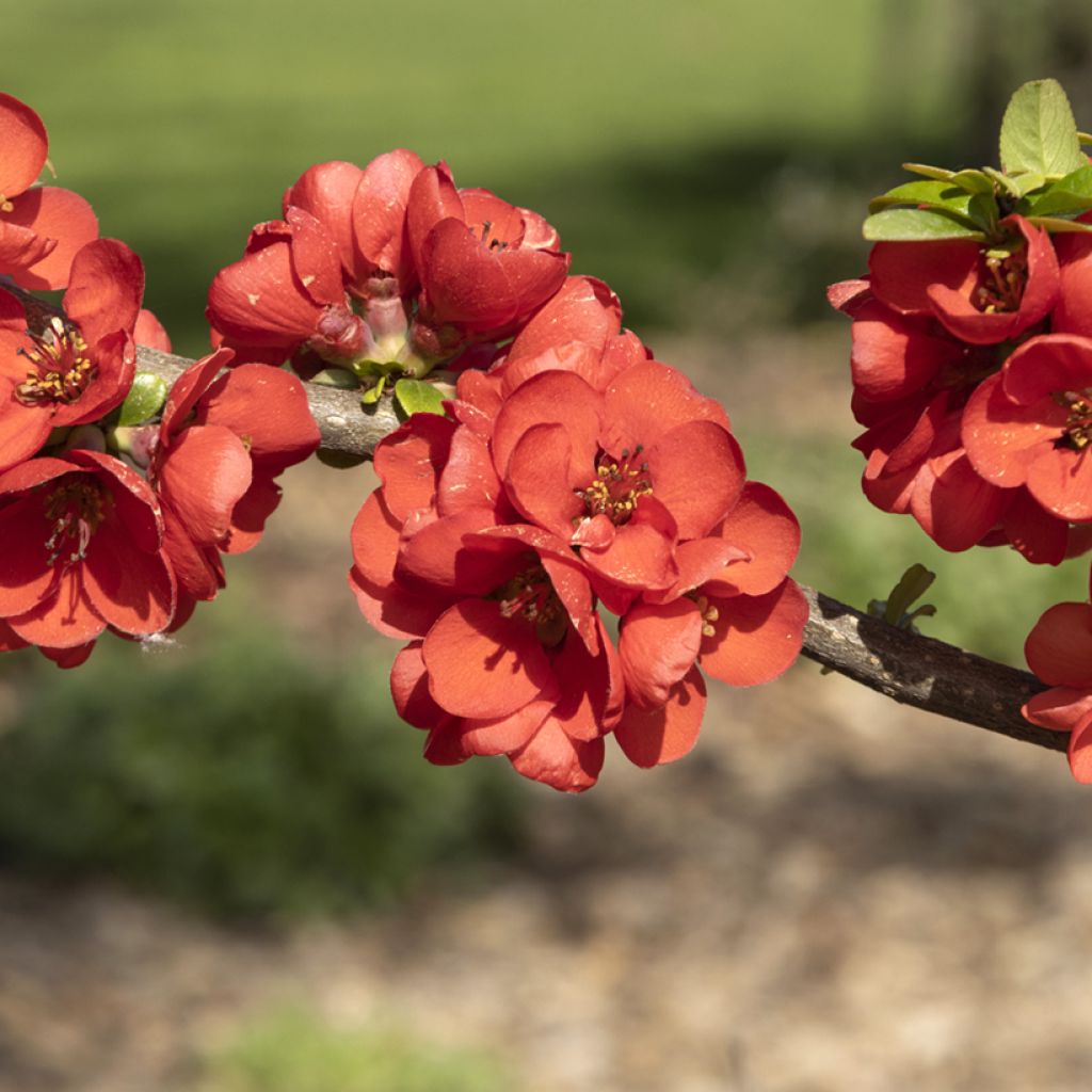 Cognassier du Japon Rubra - Chaenomeles speciosa