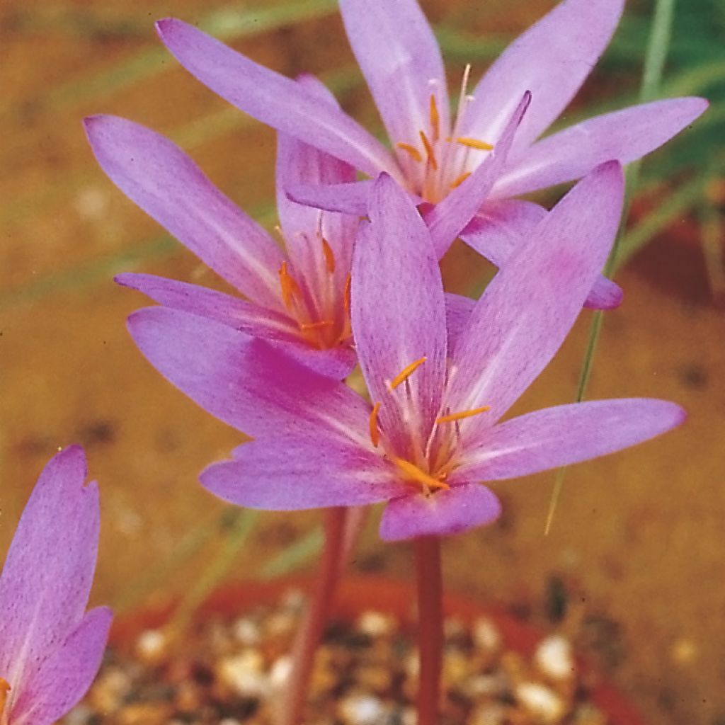 Colchicum Pannonicum ou C. automnale Nancy Lindsay - Colchique d'automne