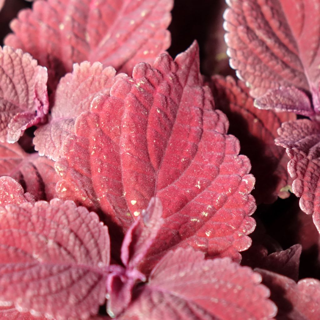 Coleus MS Second Street