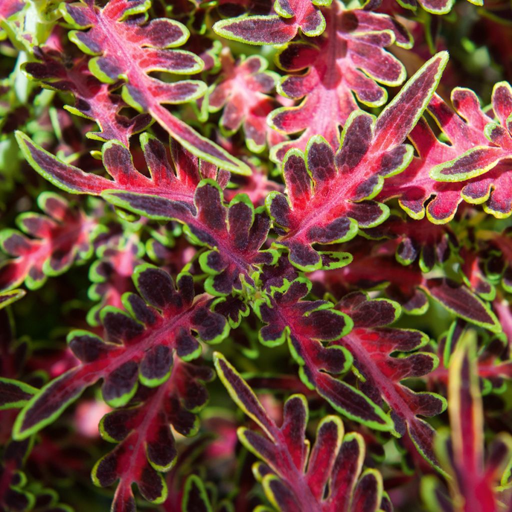 Coleus Tropical Feather