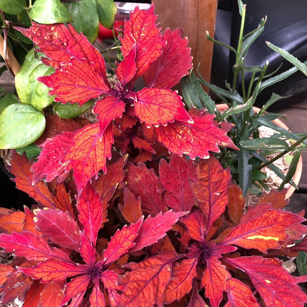 Coleus FlameThrower Habanero 
