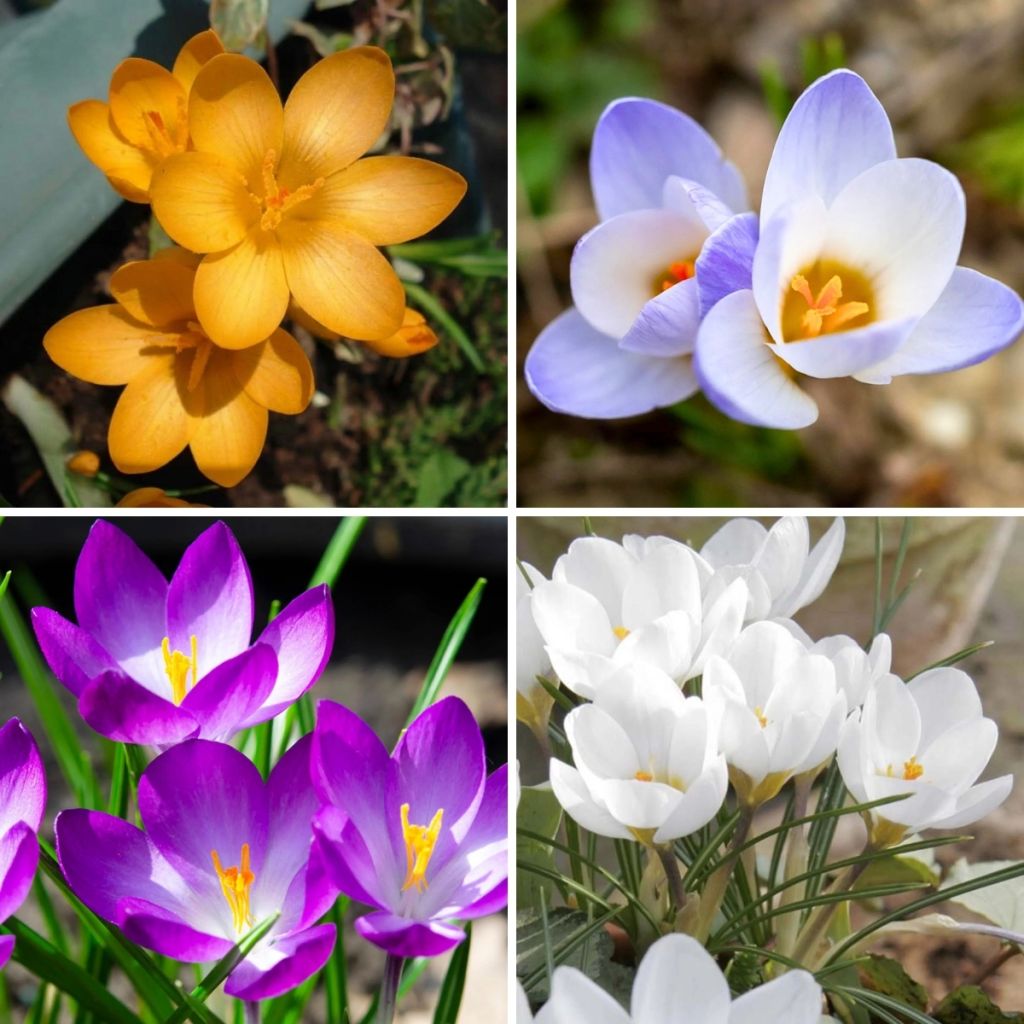 Collection 115 Crocus Botaniques