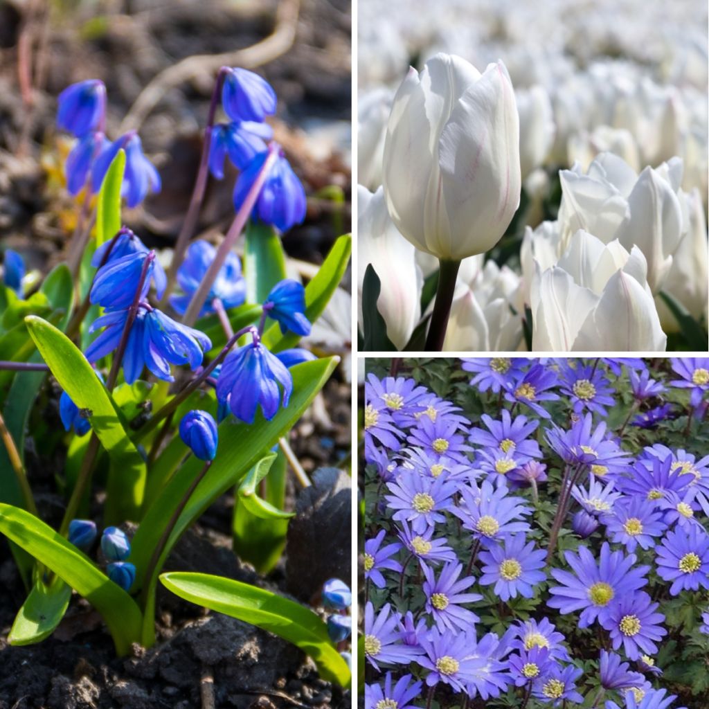 Potée Bleue