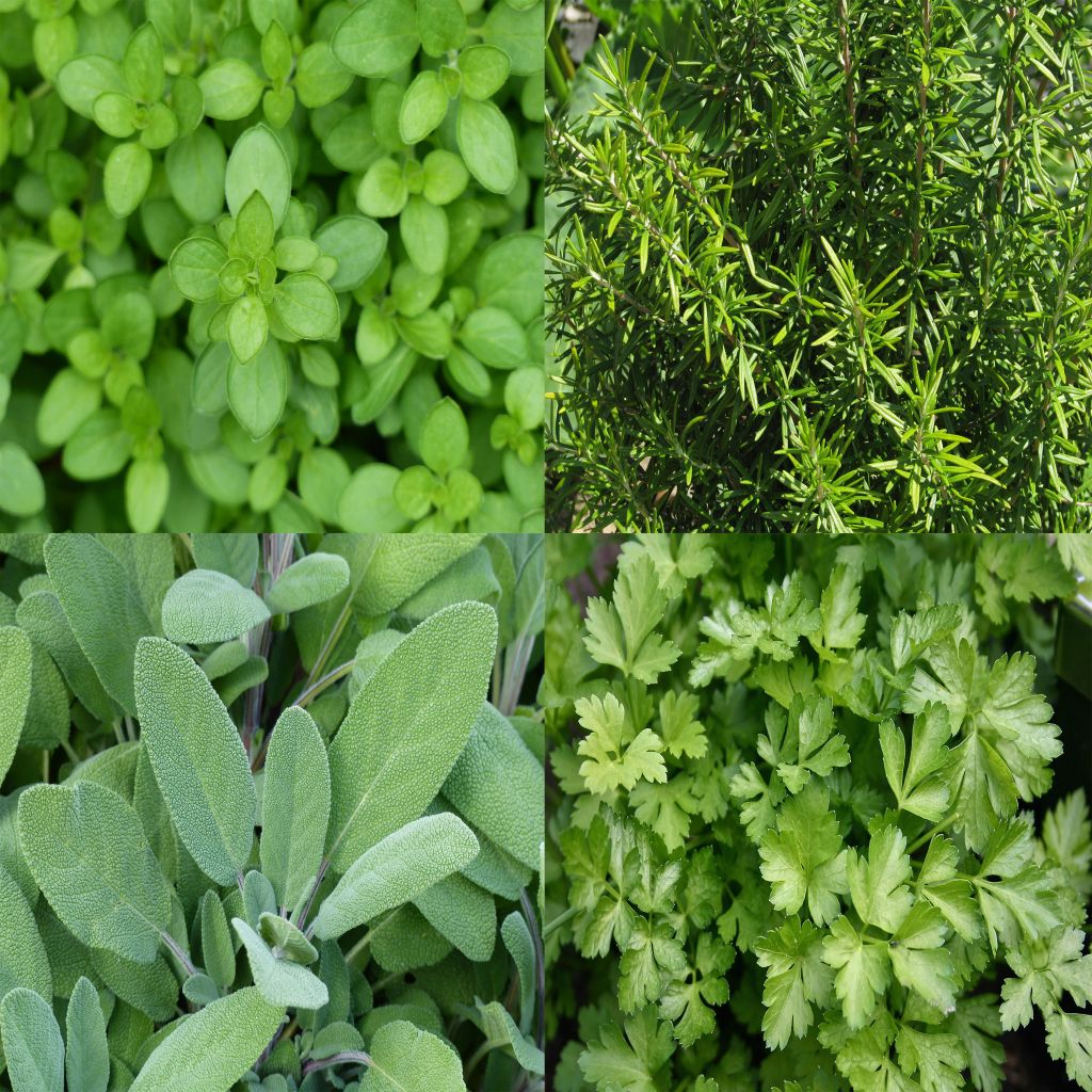 Collection de 4 aromatiques pour grillades BIO en plants