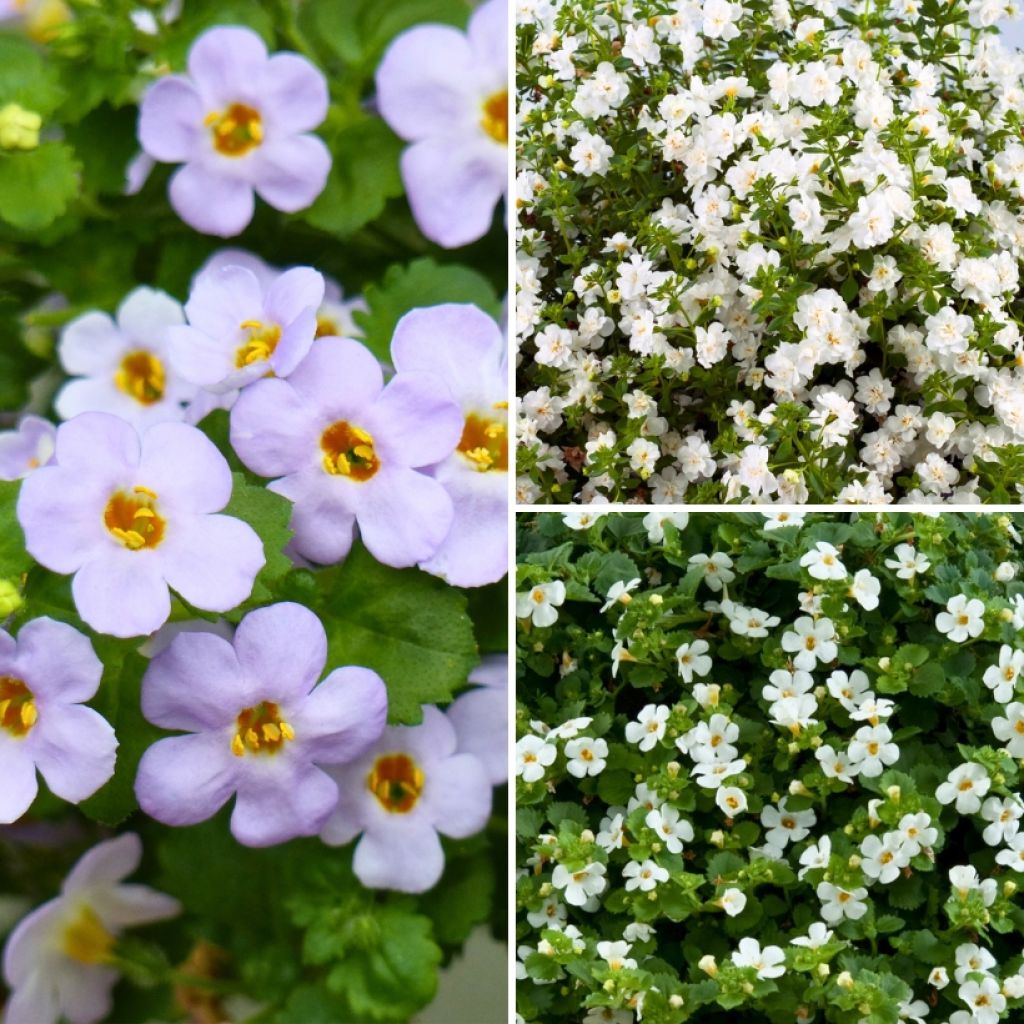 Collection Bacopas pour jardinières et suspensions