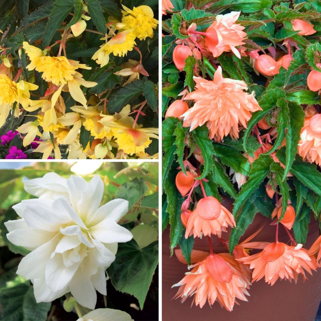 Collection de 3 bégonias retombants Belleconia