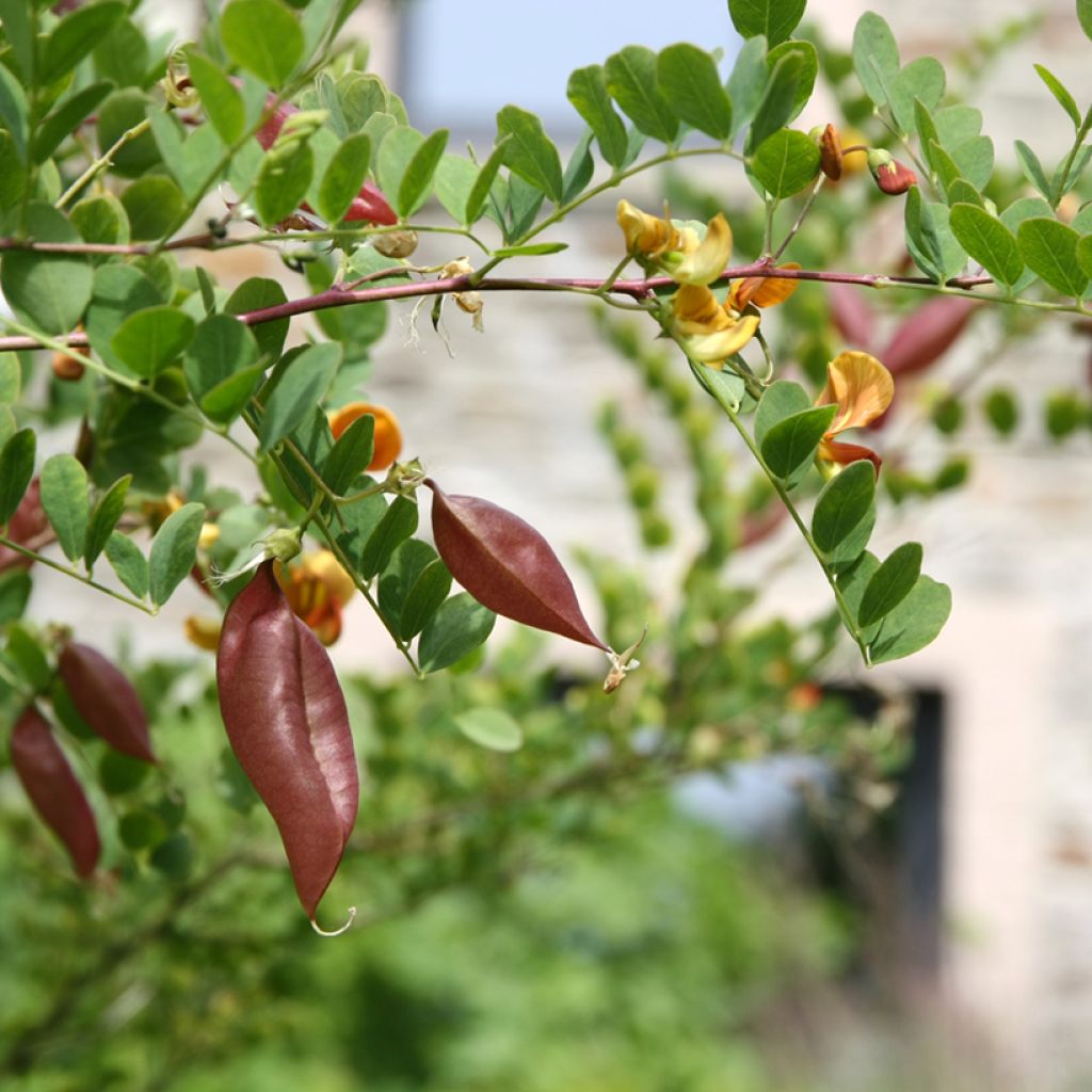 Colutea arborescens - Baguenaudier 